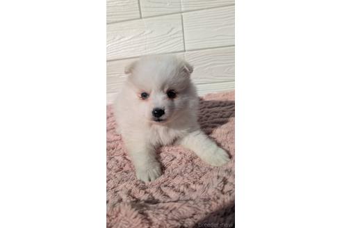 成約済の宮崎県のミックス犬-366103の2枚目