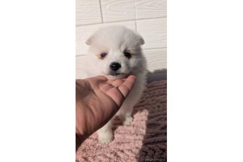 成約済の宮崎県のミックス犬-366104の1枚目