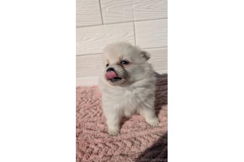 成約済の宮崎県のミックス犬-366104の4枚目
