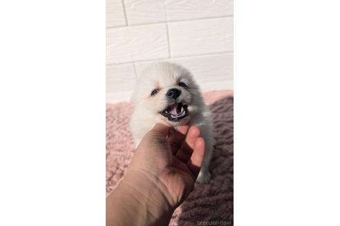 成約済の宮崎県のミックス犬-366104の3枚目