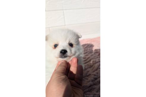 成約済の宮崎県のミックス犬-366104の2枚目