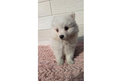 成約済の宮崎県のミックス犬-366108の1枚目