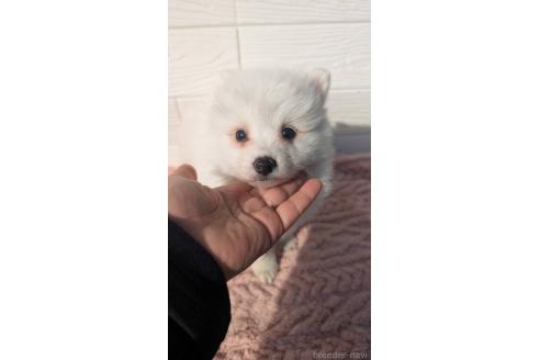 成約済の宮崎県のミックス犬-366108の5枚目