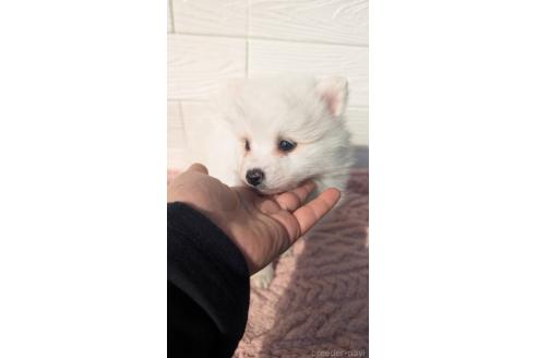 成約済の宮崎県のミックス犬-366108の3枚目