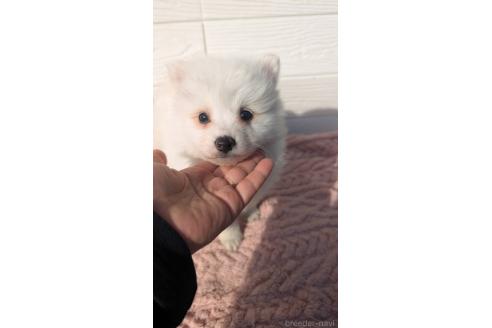 成約済の宮崎県のミックス犬-366108の4枚目