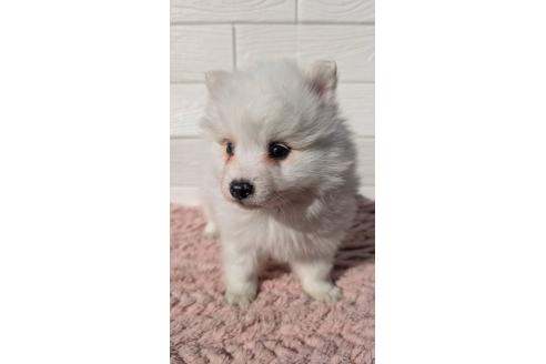 成約済の宮崎県のミックス犬-366108の2枚目