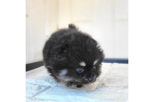 成約済の茨城県のポメラニアン-364563の23枚目