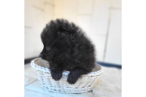 成約済の茨城県のポメラニアン-364558の29枚目