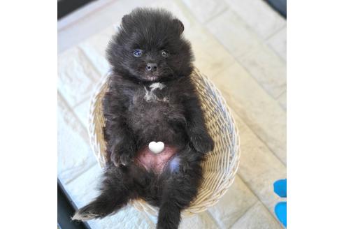 成約済の茨城県のポメラニアン-364558の27枚目