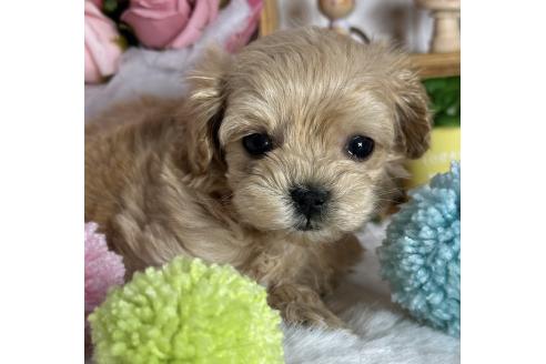 成約済の神奈川県のミックス犬-366116の1枚目