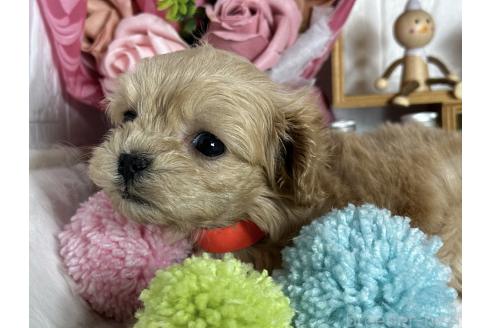 成約済の神奈川県のミックス犬-366116の4枚目