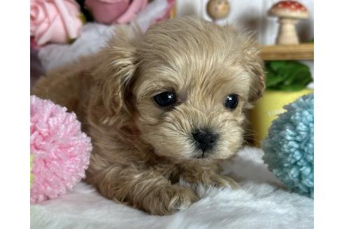 成約済の神奈川県のミックス犬-366116の3枚目