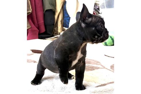 成約済の愛媛県のフレンチブルドッグ-365108の105枚目