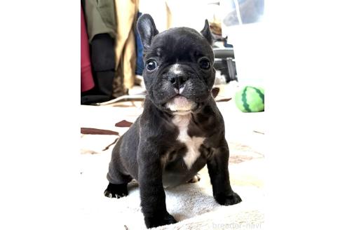 成約済の愛媛県のフレンチブルドッグ-365108の103枚目