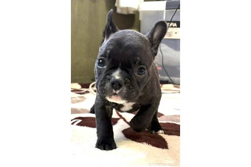 成約済の愛媛県のフレンチブルドッグ-365108の104枚目