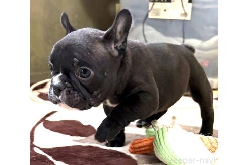 成約済の愛媛県のフレンチブルドッグ-365108の101枚目