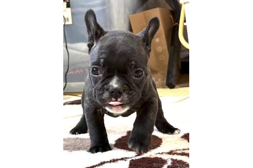 成約済の愛媛県のフレンチブルドッグ-365108の102枚目