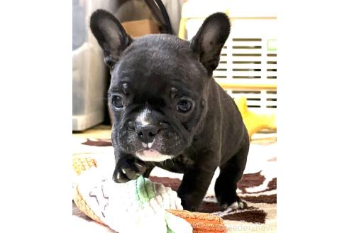 成約済の愛媛県のフレンチブルドッグ-365108の100枚目