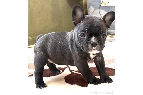 成約済の愛媛県のフレンチブルドッグ-365108の99枚目