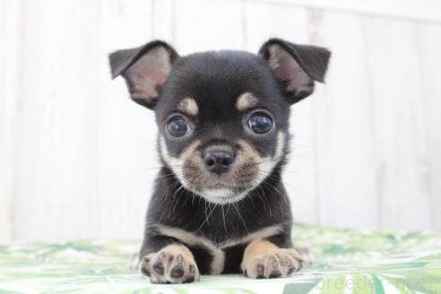 子犬