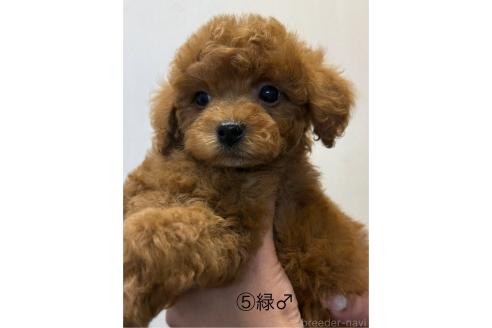 成約済の愛知県のトイプードル-361576の2枚目