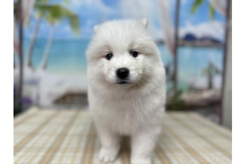 成約済の千葉県のサモエド-366136の1枚目