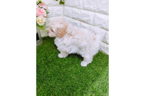 成約済の岡山県のマルプー:マルチーズ×トイプードル-366167の7枚目