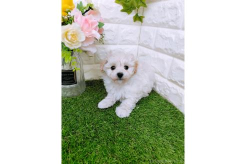 成約済の岡山県のマルプー:マルチーズ×トイプードル-366167の6枚目