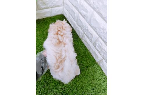 成約済の岡山県のマルプー:マルチーズ×トイプードル-366167の3枚目