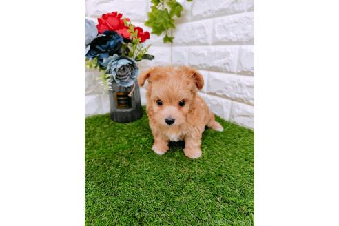 成約済の岡山県のマルプー:マルチーズ×トイプードル-366169の7枚目
