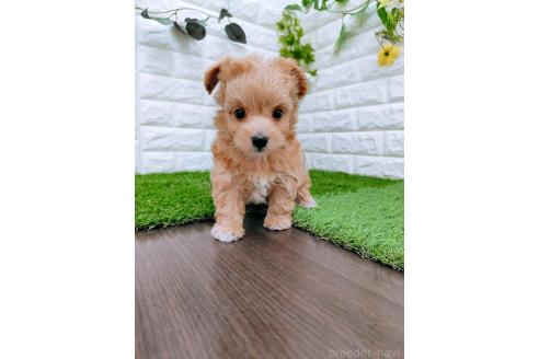 成約済の岡山県のマルプー:マルチーズ×トイプードル-366169の6枚目