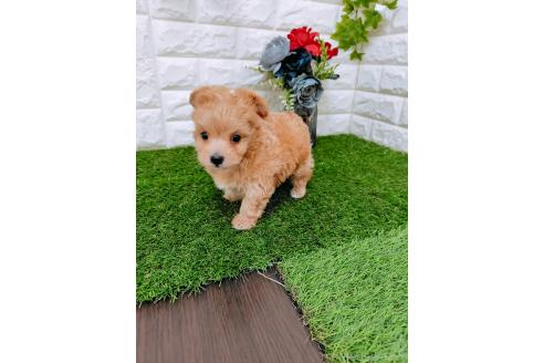 成約済の岡山県のマルプー:マルチーズ×トイプードル-366169の4枚目