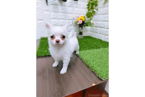 成約済の岡山県のチワワ(ロングコート)-366170の18枚目