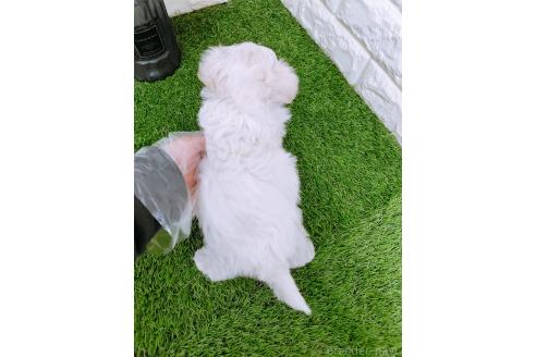 成約済の岡山県のマルチーズ-366172の6枚目