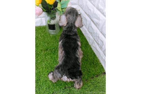 成約済の岡山県のミニチュアシュナウザー-366177の4枚目