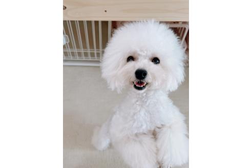 ジーナちゃん1枚目