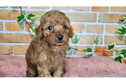成約済の愛知県のトイプードル-359028の14枚目