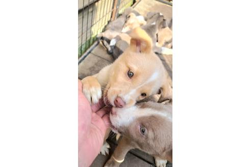商談中の千葉県のミックス犬-366186の3枚目