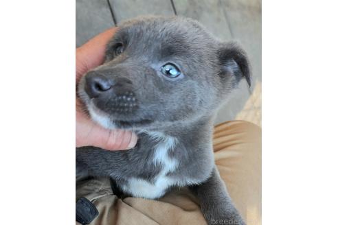 商談中の千葉県のミックス犬-366186の2枚目