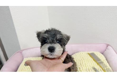 成約済の東京都のミニチュアシュナウザー-366203の3枚目