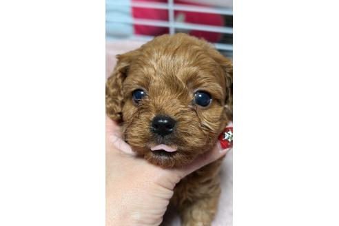 成約済の愛知県のコッカプー:アメリカンコッカースパニエル×トイプードル-362569の17枚目