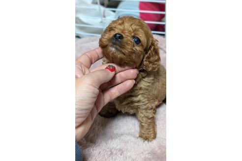 成約済の愛知県のコッカプー:アメリカンコッカースパニエル×トイプードル-362569の11枚目
