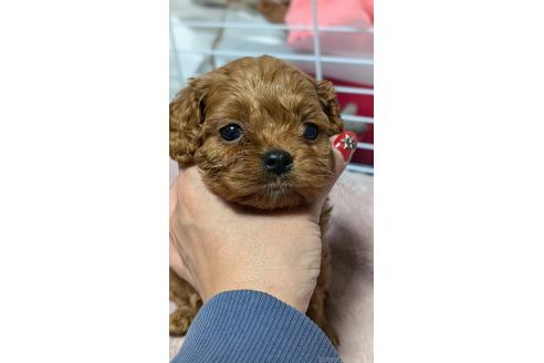 成約済の愛知県のコッカプー:アメリカンコッカースパニエル×トイプードル-362569の10枚目