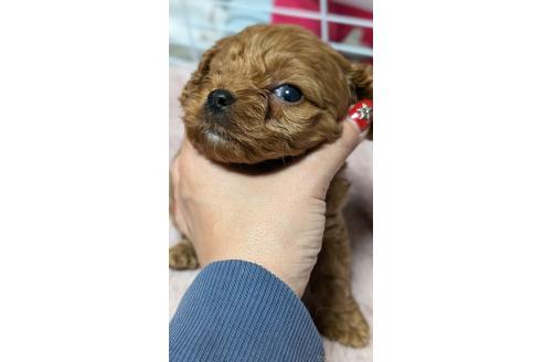 成約済の愛知県のコッカプー:アメリカンコッカースパニエル×トイプードル-362569の8枚目