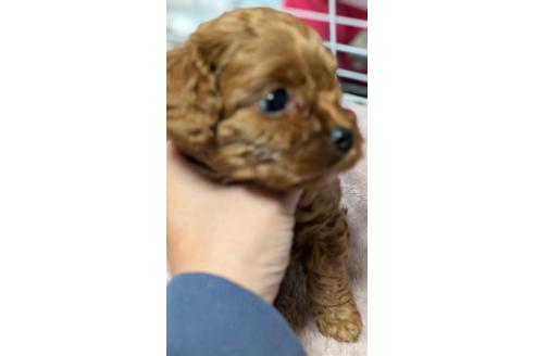 成約済の愛知県のコッカプー:アメリカンコッカースパニエル×トイプードル-362569の7枚目