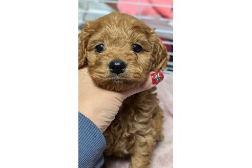 成約済の愛知県のコッカプー:アメリカンコッカースパニエル×トイプードル-362571の14枚目