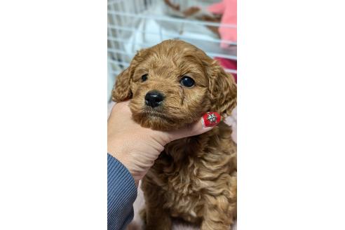 成約済の愛知県のコッカプー:アメリカンコッカースパニエル×トイプードル-362571の13枚目