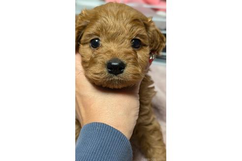 成約済の愛知県のコッカプー:アメリカンコッカースパニエル×トイプードル-362571の11枚目