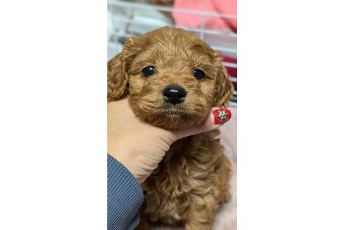 成約済の愛知県のコッカプー:アメリカンコッカースパニエル×トイプードル-362571の10枚目