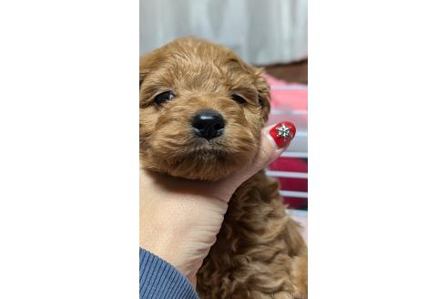 成約済の愛知県のコッカプー:アメリカンコッカースパニエル×トイプードル-362571の8枚目